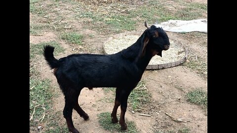 Coute Black goat. animals lovers 💓💓💓