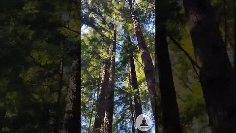 Soaring through the Redwoods 🌲 #nature #calming #relaxing