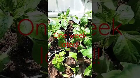 One week after transplanting pepper plants indoors #shortsvideo #gardening #seedlings #yellowpeppers
