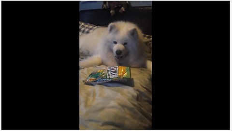 Samoyed helps herself to tasty snacks