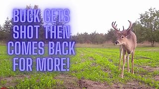 Buck gets shot then comes back for more!