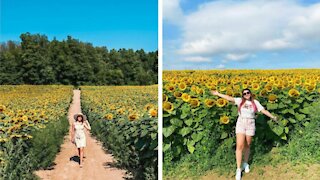 You Can Wander Through A Gigantic Field Of 700,000 Sunflowers Near Toronto