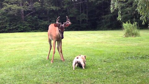 Dog And Baby Deer Play In The Yard / Funny Animals