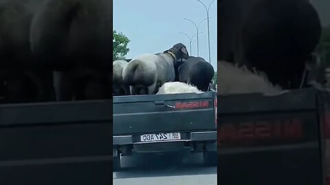 Sheep Dancing on the road.