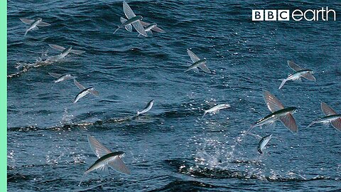 Flying Fish Picked Off From Above And Below | The Hunt