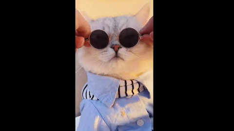 Kitten with dark glasses and his owner enjoying a sunset on the beach