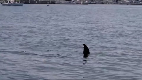 Sea lion does his best shark impression for paddle boarders