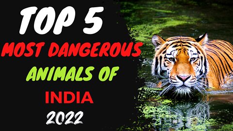 5 of the Most Dangerous Animals of India #jimcorbett #safari