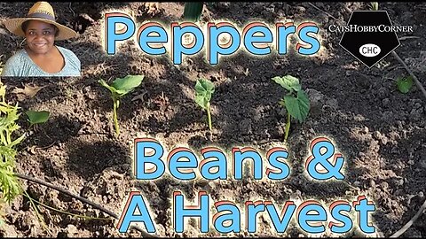 #Bellpeppers , #greenbeans & A #harvest - #catshobbycorner