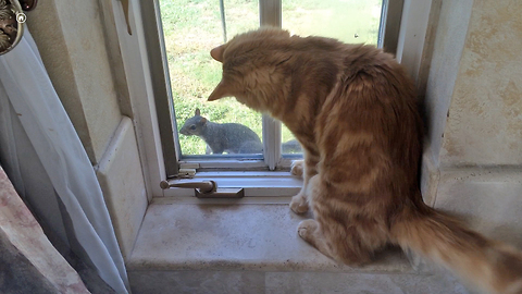 Friendly Feline Intrigued By Fearless Squirrel