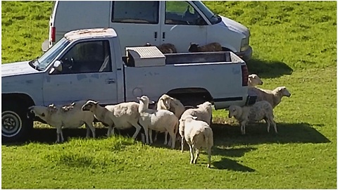 Sheep use truck as personal scratching post