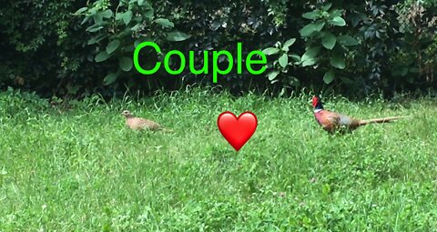 free nature: amazing moment in park, pheasant couple ❤️