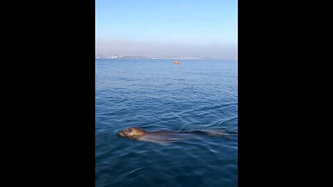 Close encounter with a seal whilst kayaking #kayak #animals #wildlife #shorts #shortsvideo #seal