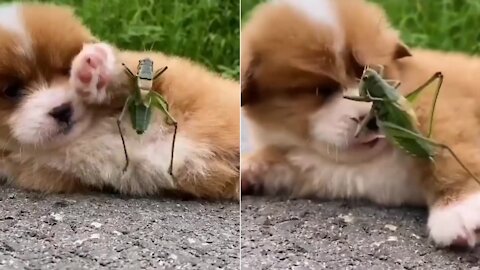 Angry cricket fighting with a cute puppy