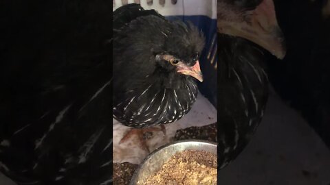 Injured chick eating fermented feed