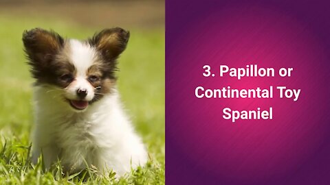 Explore The Top 10 Most Cutest Dog Breeds In The World