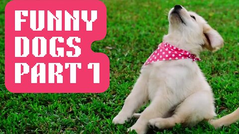 Funny Prank with dogs Part 1