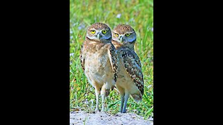 Burrowing Owls 3/18/2021