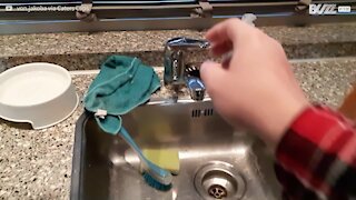 Quand son maître se lave les mains, son chat boit au robinet