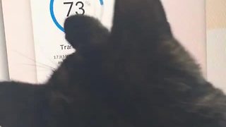 Tech-loving kitty thinks she's a computer expert