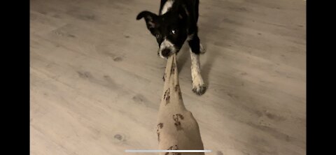 A puppy plays with a sock and tires to steal it.