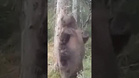 Bear 🧸 enjoying moment of Jungle | #Shorts #Animals #Bear