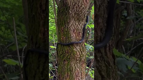 Sharing a wild rat snake with random hikers I just met #snakes #ratsnake #wildlife #reptiles