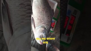 4kg big katla fish-৪kg বড় কাতলা মাছ#viralvideo#shorts