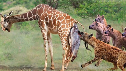 Incredible! Angry Mother Giraffe Frantically Attacks Herd of Bloodthirsty Hyenas to Save Her Child
