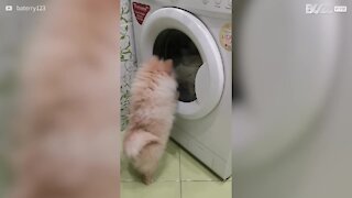 Cadela gosta de manter máquina de lavar sob controle