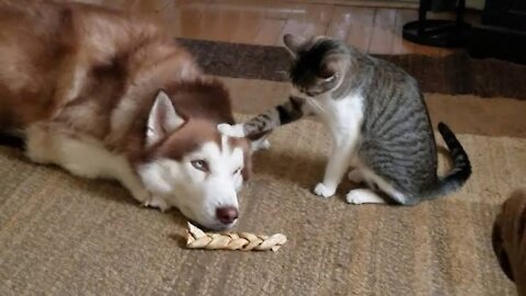 Cats Bullies Husky