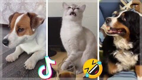 Are these the funniest pets? 🤣