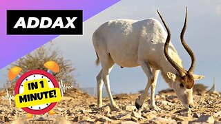 Addax - In 1 Minute! 🦌 One Of The Most Endangered Animals In The Wild | 1 Minute Animals