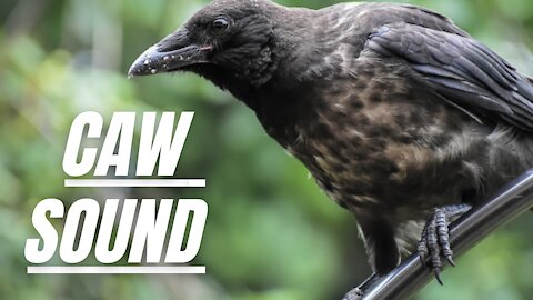 Bird Caw Sound Effect | Sound Of Crows | Crow Sound Effect | Kingdom Of Awais