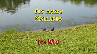 Female mallards keep getting chased by bantam ducks.