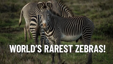 GREVY’S ZEBRA: The World’s Rarest Zebras!