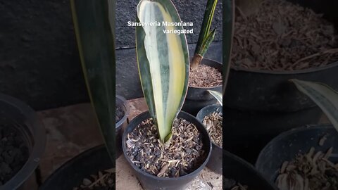 sansevieria