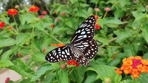 Tirumala limniace - Blue Tiger - Butterflies of India