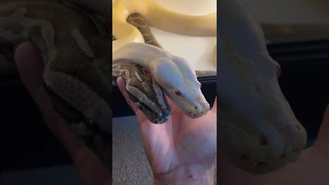 I Married My 2 Giant Burmese Pythons! 💍 🐍