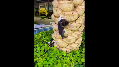 Cute cat going on tree