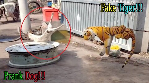 Wow Nice! Fake Tiger Prank Dog - Try To Stop Laugh Challenge