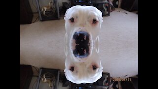 My Big Blue Nose Bully Dog