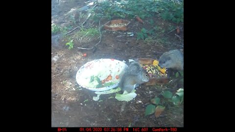 Groundhog and Squirrel sharing a bowl of food