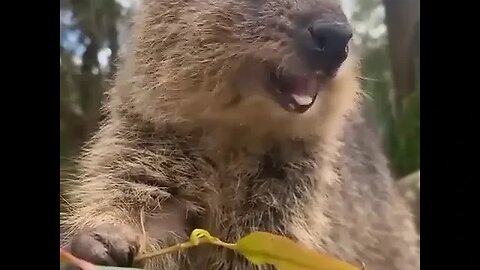 cute funny quokka- 59