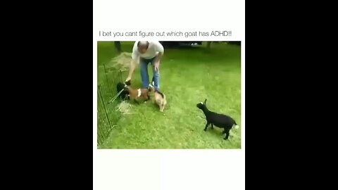 funny animal # funny goat