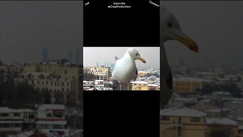 The wandering albatross can sleep flying #birds #shorts