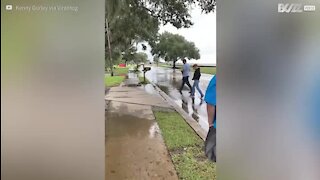 Un alligator secouru sur un trottoir de Louisiane