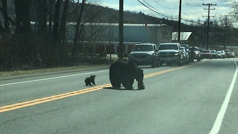 Mom bear struggling to cross road with cubs is every parent