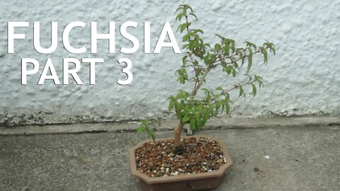 Fuchsia Pre Bonsai, Part 3