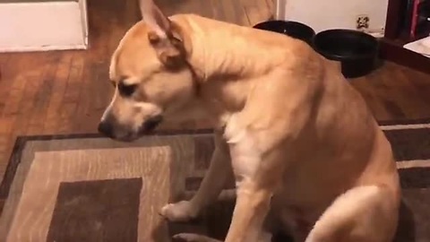 Dog Scratching An Itch Looks Like He’s Jamming On Drums